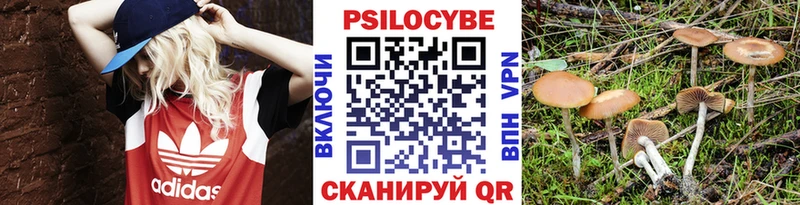 Купить Георгиевск Псилоцибиновые грибы Psilocybine cubensis